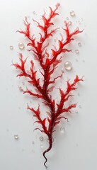 Red Seaweed with Water Bubbles – Marine Superfood and Ocean Beauty
