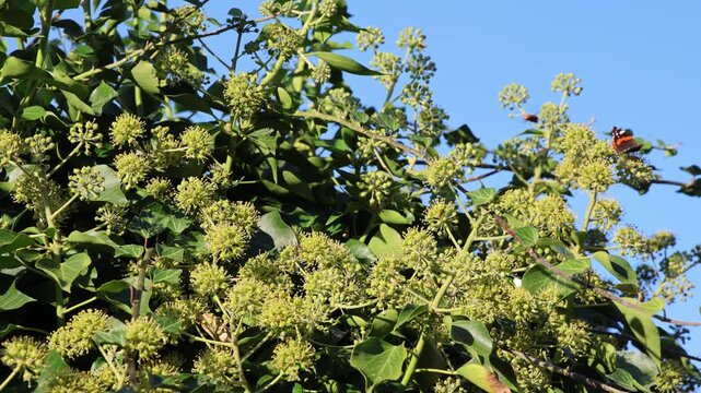 Red admiral butterfly pollinating ivy flowers