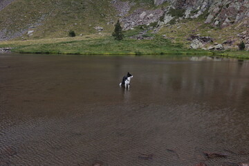 Border Collie enjoys refreshing cool water in a peaceful mountain lake, perfect summer moment for...