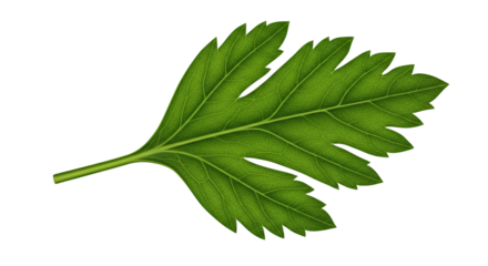 A single green leaf showing its natural structure and texture.