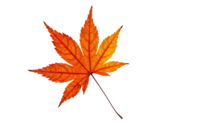 A single vibrant autumn maple leaf with detailed veins and pointed lobes.