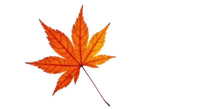 A single vibrant autumn maple leaf with detailed veins and pointed lobes.