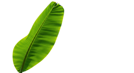 A single vibrant green banana leaf isolated on a white background 1.