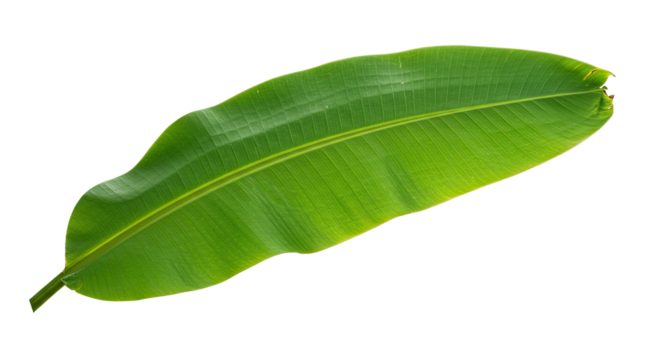 A single vibrant green banana leaf isolated on a white background.