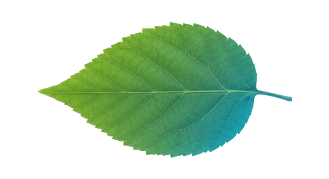 A single vibrant green leaf with a subtle blue gradient isolated on a clean white background showcasing natural texture.