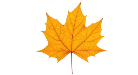 Obraz premium A vibrant yellow maple leaf with intricate veins and a slender stem.