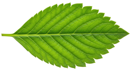 A vibrant green leaf with serrated edges and prominent veins.