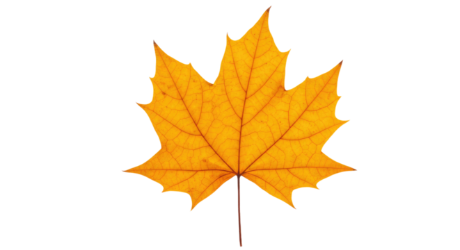 A vibrant yellow maple leaf with intricate veins and a slender stem.