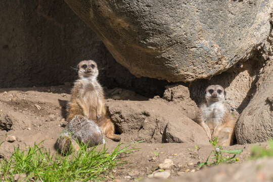meerkat on the lookout