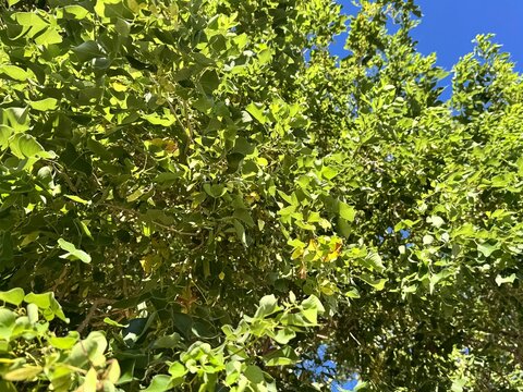 Dalbergia or Rosewood sheesham with seeds. Close-up of Sheesham tree (Dalbergia sissoo) leaves, also known as Indian Rosewood. A valuable hardwood tree used in furniture, flooring, and decorative wood