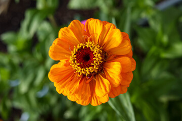 Orange Zinnia