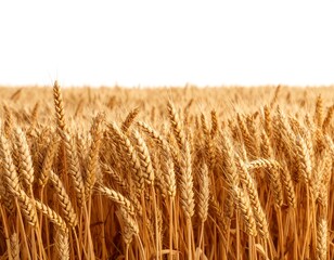 Fototapeta premium Golden wheat field against a white background
