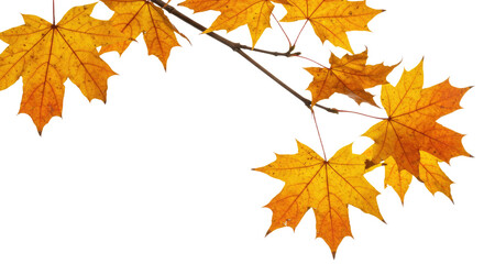 Fototapeta premium Autumn maple leaves branch vibrant fall colors on white background.