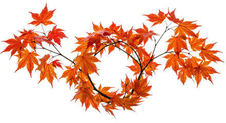 Obraz premium Autumn Maple Leaves Form a Natural Wreath on White Background.