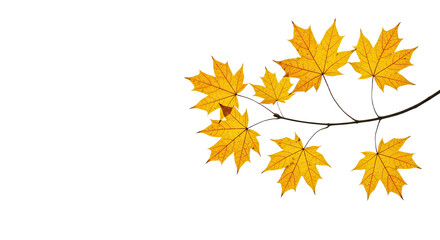 Autumn maple leaves on a branch isolated on white background.