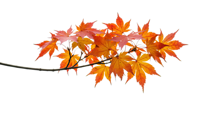 Autumn maple tree branch with vibrant orange and red leaves. - Powered by Adobe