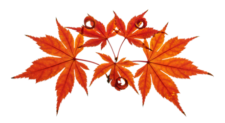 Autumn red maple leaves forming an elegant decorative pattern.
