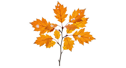 Fototapeta premium Autumn Oak Branch with Vibrant Orange Leaves.