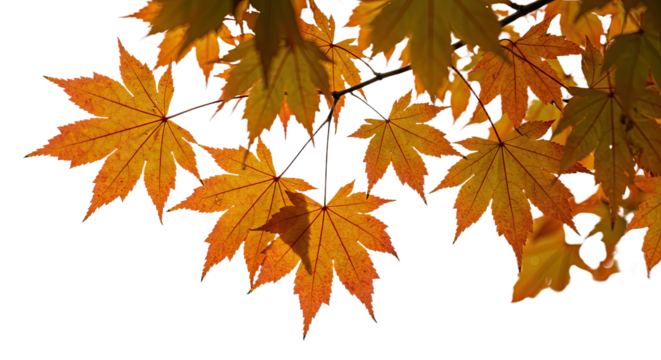 Beautiful autumn maple leaves glowing with warm colors. - Powered by Adobe