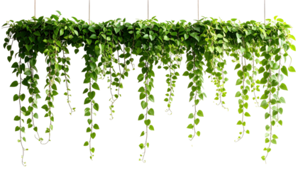 Lush green vines cascade downward isolated on a transparent background, displaying delicate foliage and trailing stems.