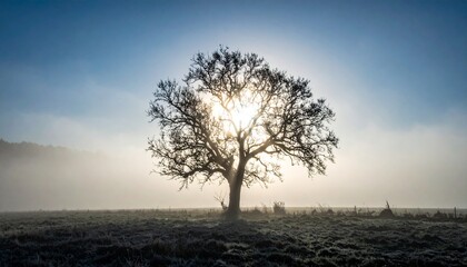 Obraz premium A solitary tree silhouetted against a bright sky with mist rolling across a field at sunrise