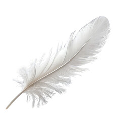 Pristine white feather detailed against black background