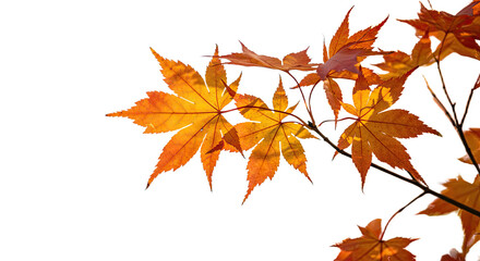 Bright orange and yellow maple leaves in autumn season 1.