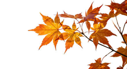 Bright orange and yellow maple leaves in autumn season 1.