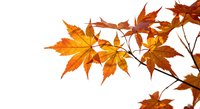 Bright orange and yellow maple leaves in autumn season 1.