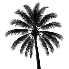 Monochrome palm tree against a stark black background
