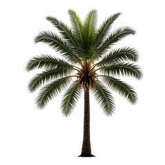 Tropical palm tree, green fronds, tall trunk, black background