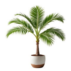 Obraz premium Small palm tree in white & brown pot against black backdrop. Lush green leaves, brown trunk