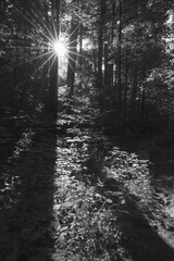 Rays of sunlight break through tall trees, illuminating a quiet forest path with shadows and greenery. This scene captures the tranquility of nature at dawn.