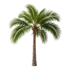 Isolated lush palm tree with green leaves and a brown trunk