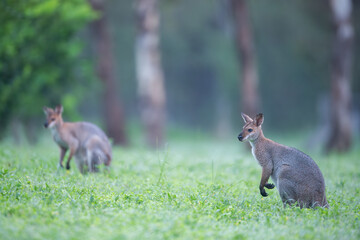 kangaroo in the grass