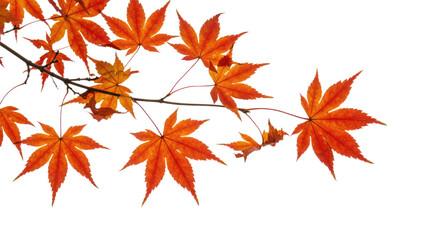Bright orange maple leaves on a branch in autumn.