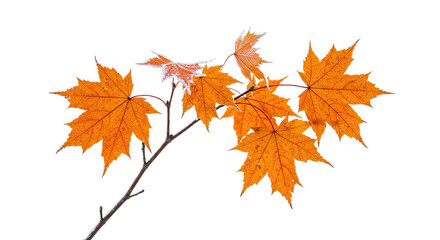 Fototapeta premium Bright orange maple leaves on a delicate branch in autumn.