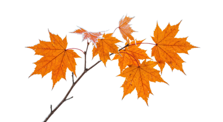 Bright orange maple leaves on a delicate branch in autumn.