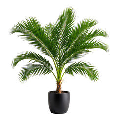 Obraz premium Lush green palm plant in a black pot