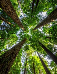 Obraz premium Tall trees reaching up to a bright sky