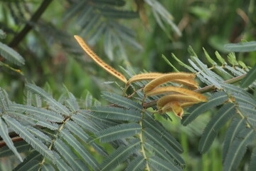 Long brown Cassia pods growing attached to tree green branches
