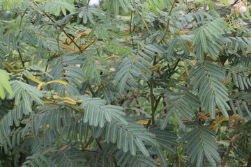 Large Cassia tree branches covered densely with many yellow blossoms
