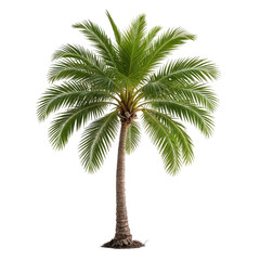 Obraz premium Isolated tropical palm tree with lush green fronds and brown trunk
