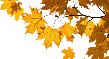 Bright yellow maple leaves in autumn sunlight on branches.