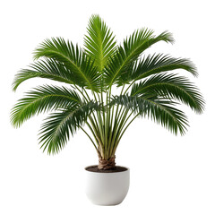 Obraz premium Lush, vibrant green palm tree in a white pot, isolated on black