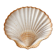 Detailed close-up of a scallop seashell, showcasing its texture and natural beauty against black