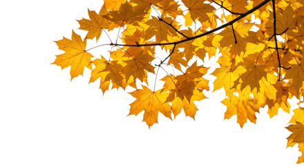 Bright yellow maple leaves on branches in autumn sunlight.