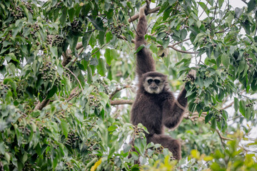 gibbon thailand