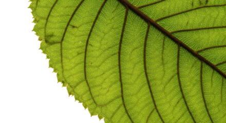 Close up of green leaf veins showing intricate natural patterns.