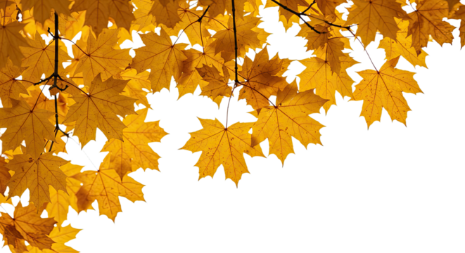 Close up of vibrant autumn maple leaves in bright yellow and orange colors.